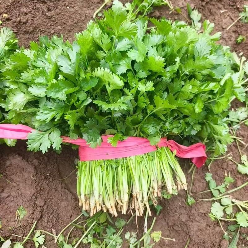 精品香菜