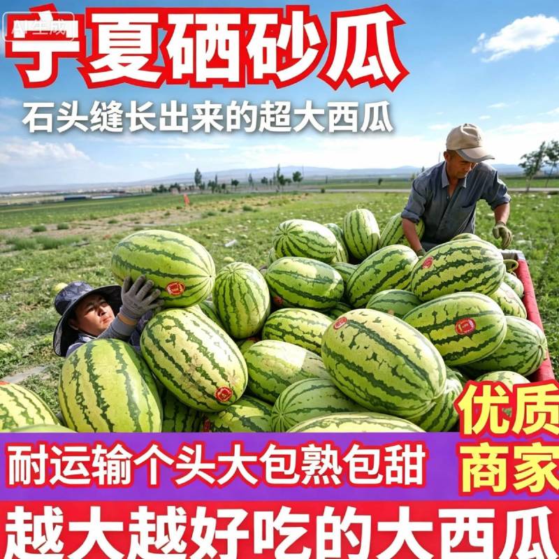宁夏硒砂瓜产地一手货源，质量保证，全国发货需要的老板联系