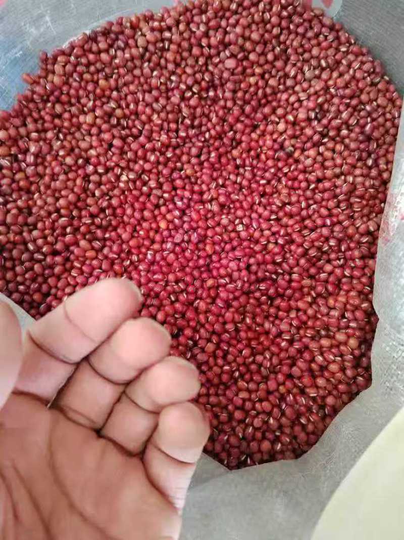 红小豆小红豆东北红小豆圆粒红豆食品原料红豆