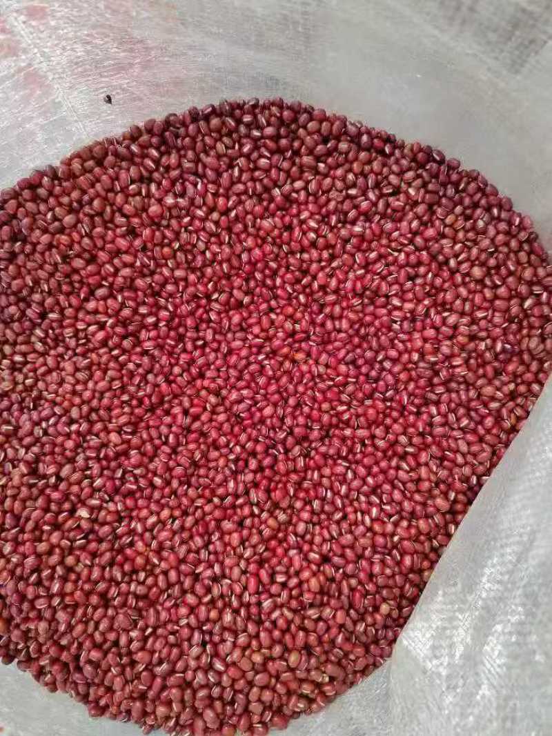 红小豆小红豆东北红小豆圆粒红豆食品原料红豆
