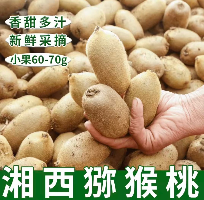 湖南湘西猕猴桃绿心猕猴桃米良1号产地一手货源量大从优