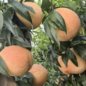蒙阴蜜桃代收代办电商代发水蜜桃毛桃红毛桃