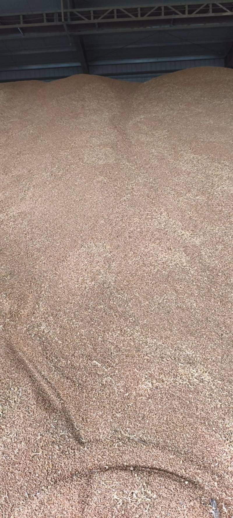 镇麦18高强筋小麦