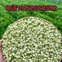 茉莉花蕾干