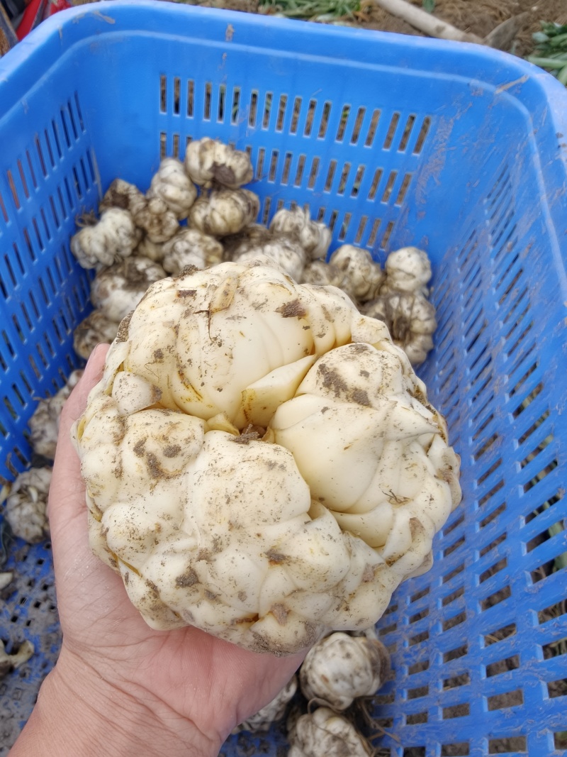 新鲜百合批发