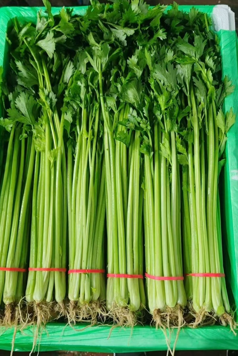 【实力】香芹，产地发货，一手货源，批发品质保证价格美丽