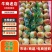 【实力】精品大荔冬枣供应电商团购商超市场货源量大从优