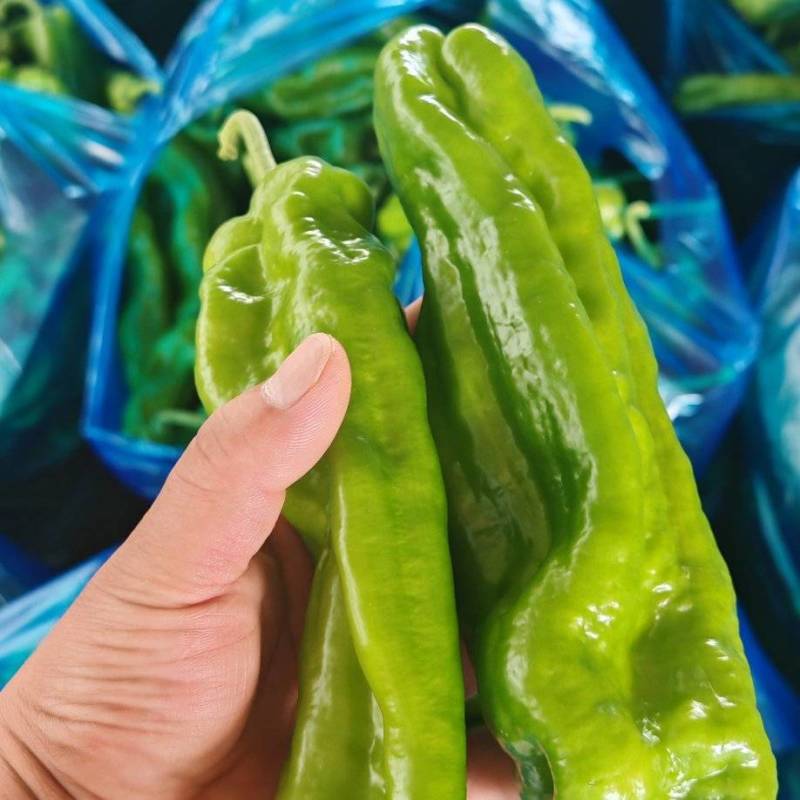 精品薄皮椒