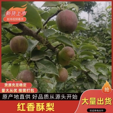 【精品红香酥梨】新疆产地直发，口感脆甜价格实惠，欢迎来电