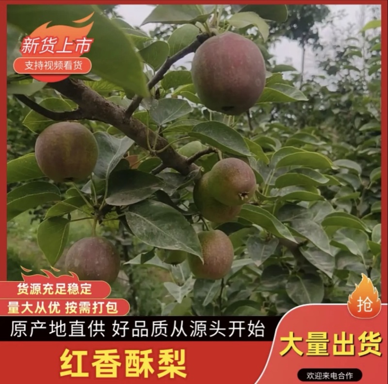 新疆库尔勒红香酥梨酥脆香甜多汁