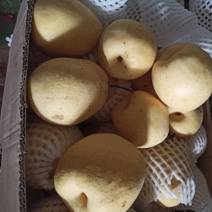 贡梨，新疆库尔勒天山精品贡梨，量大从优，全国发货