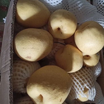 贡梨，新疆库尔勒天山精品贡梨，量大从优，全国发货