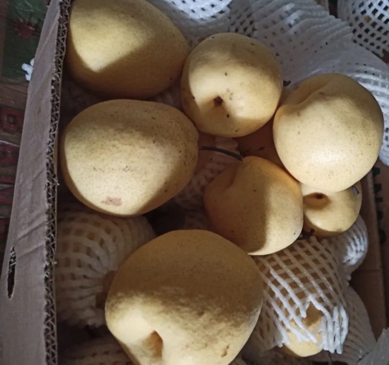 贡梨，新疆库尔勒天山精品贡梨，量大从优，全国发货