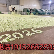 茉莉花干花蕾