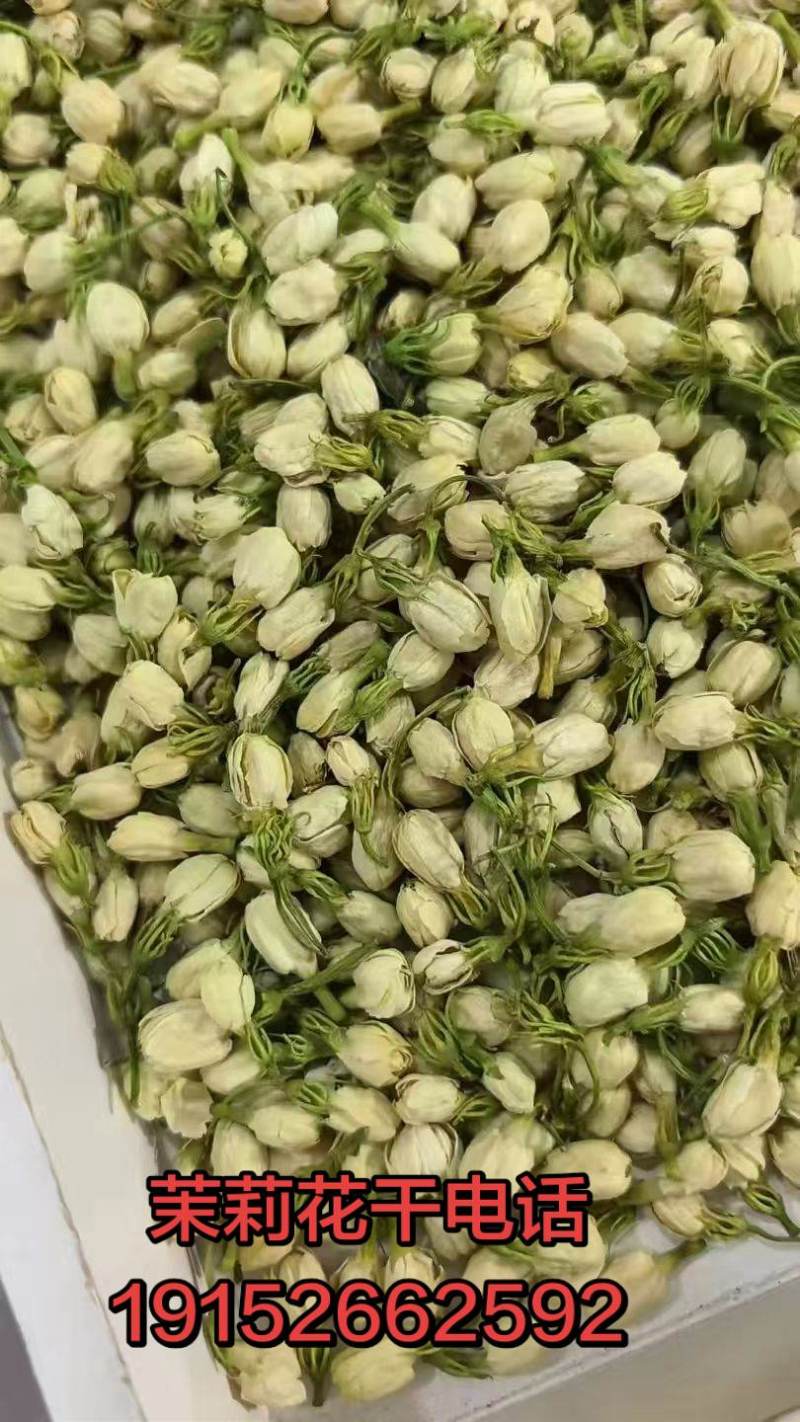 茉莉花干花蕾