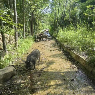 散养溜达猪,无抗散养,资质齐全,量大从优