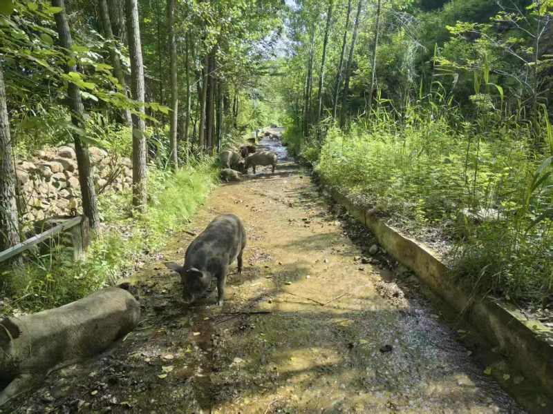 散养溜达猪，无抗散养，资质齐全，量大从优