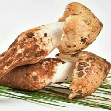 野生鸡枞
