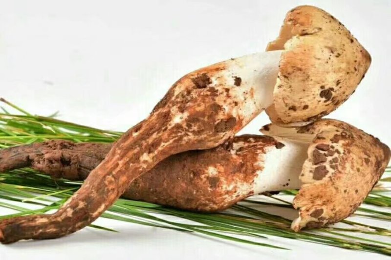 野生鸡枞