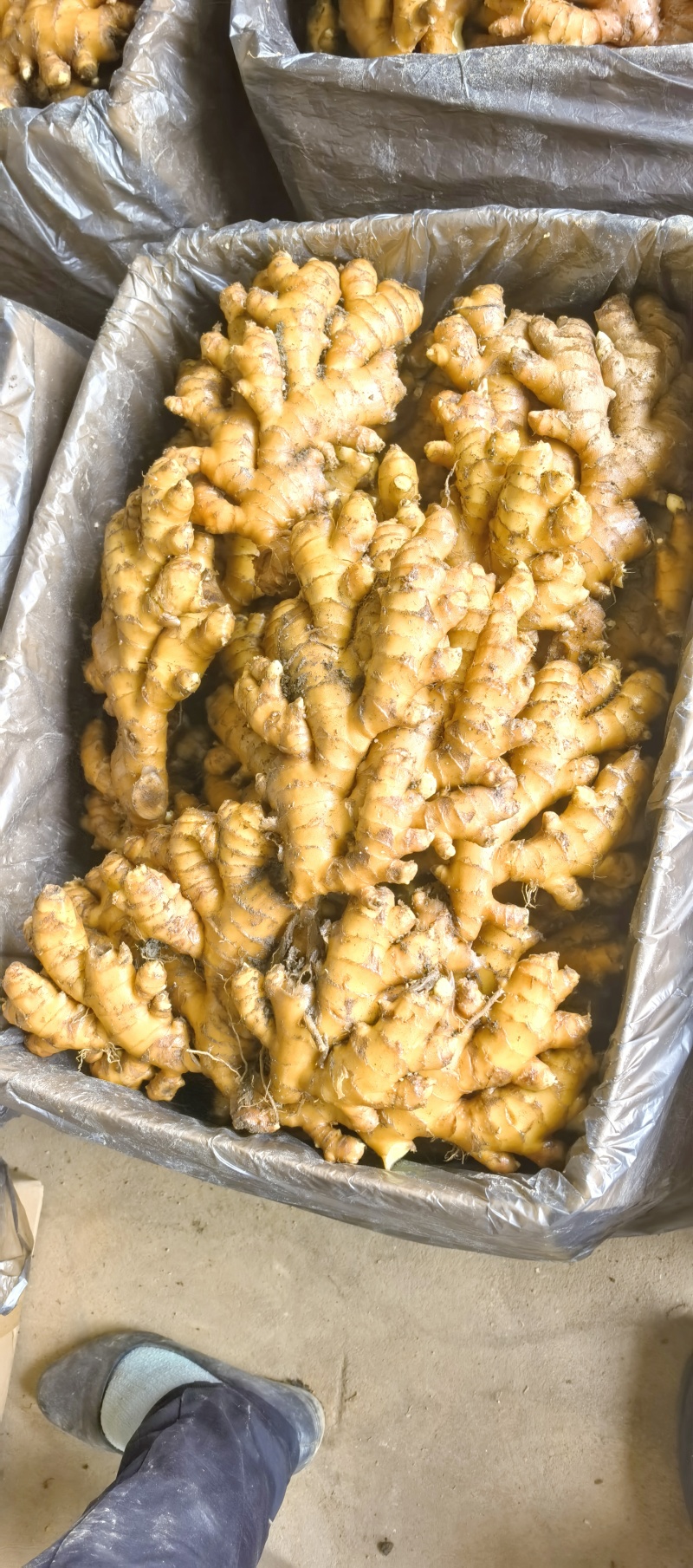 汝城小黄姜