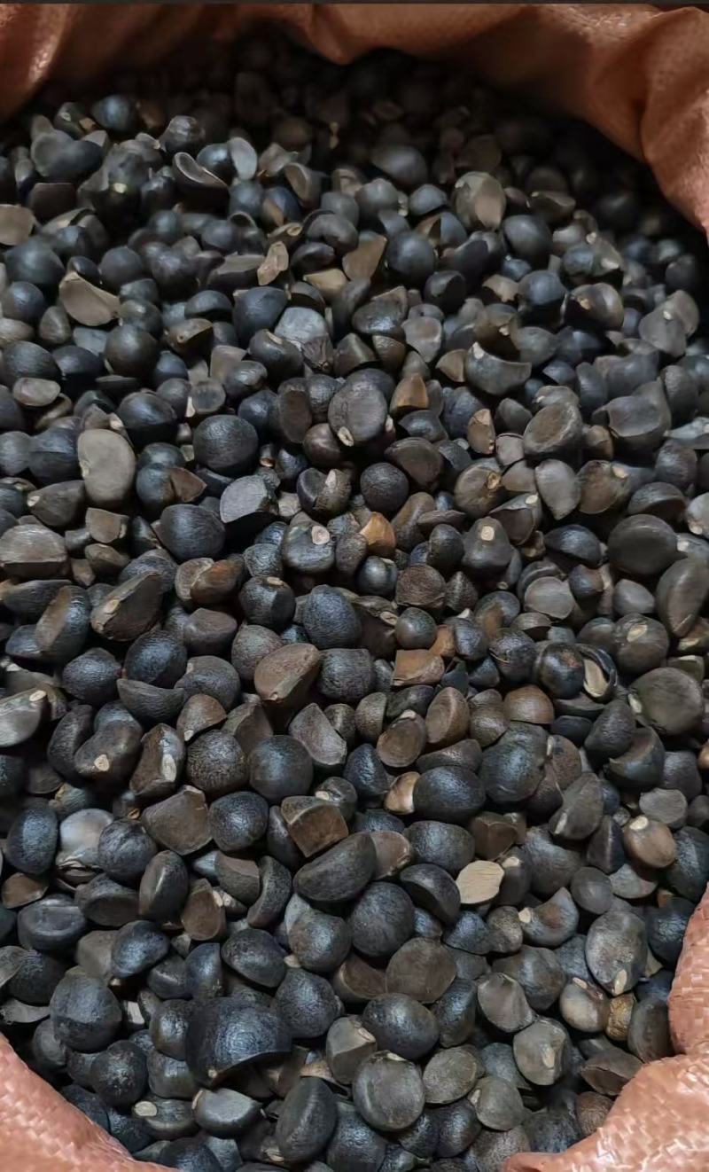 自家的山茶油