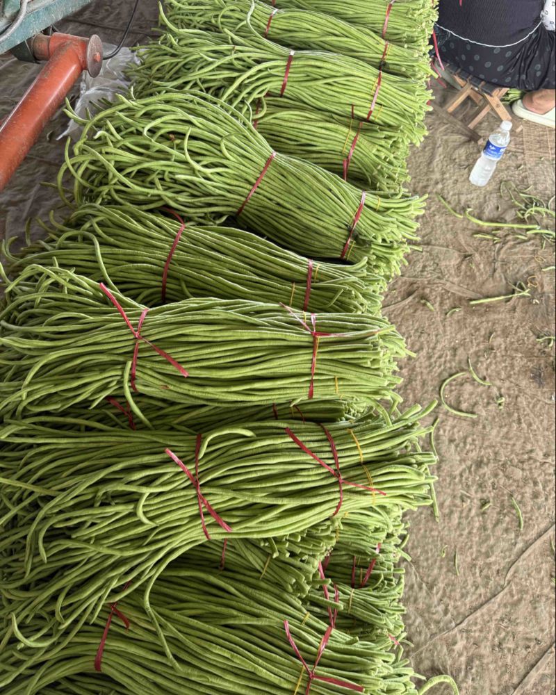 长豆角