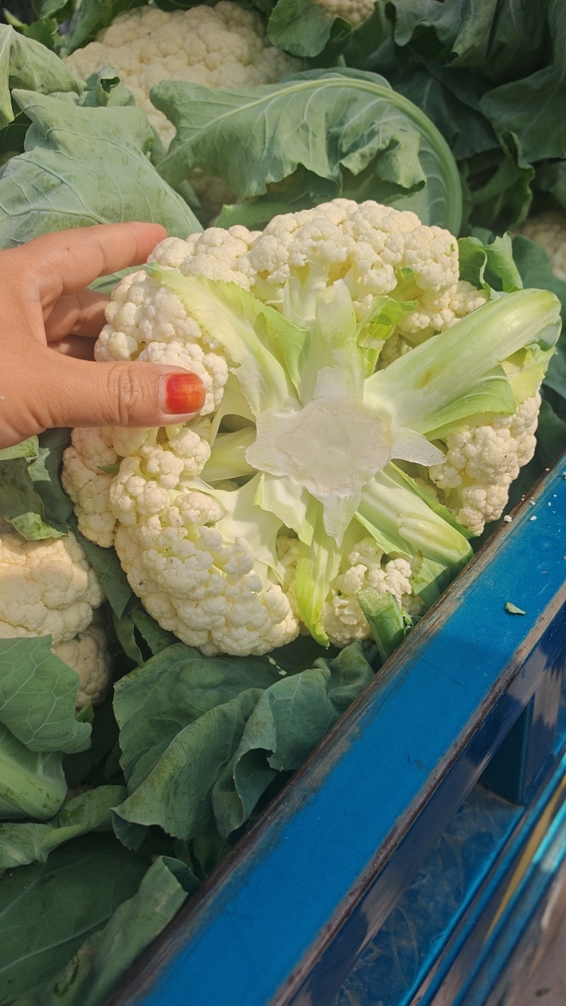 松花菜货量充足，价格真实，视频看货，对接商超市场社区