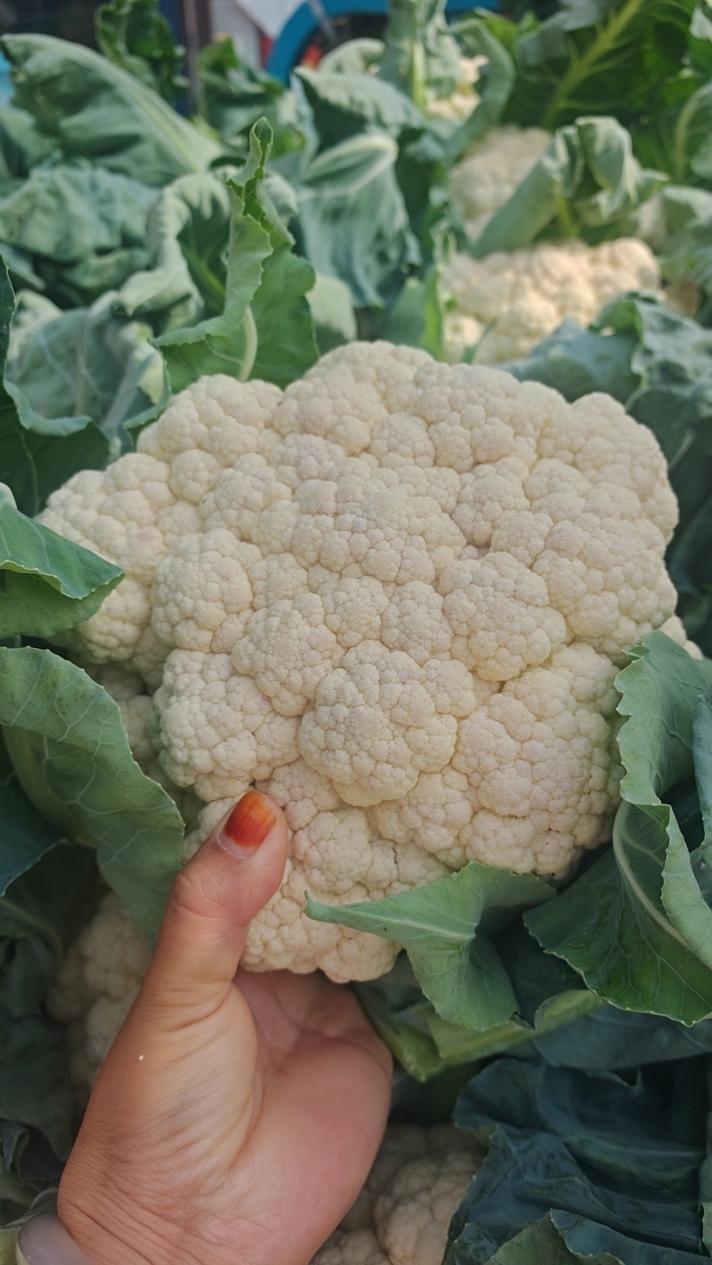 松花菜货量充足，价格真实，视频看货，对接商超市场社区