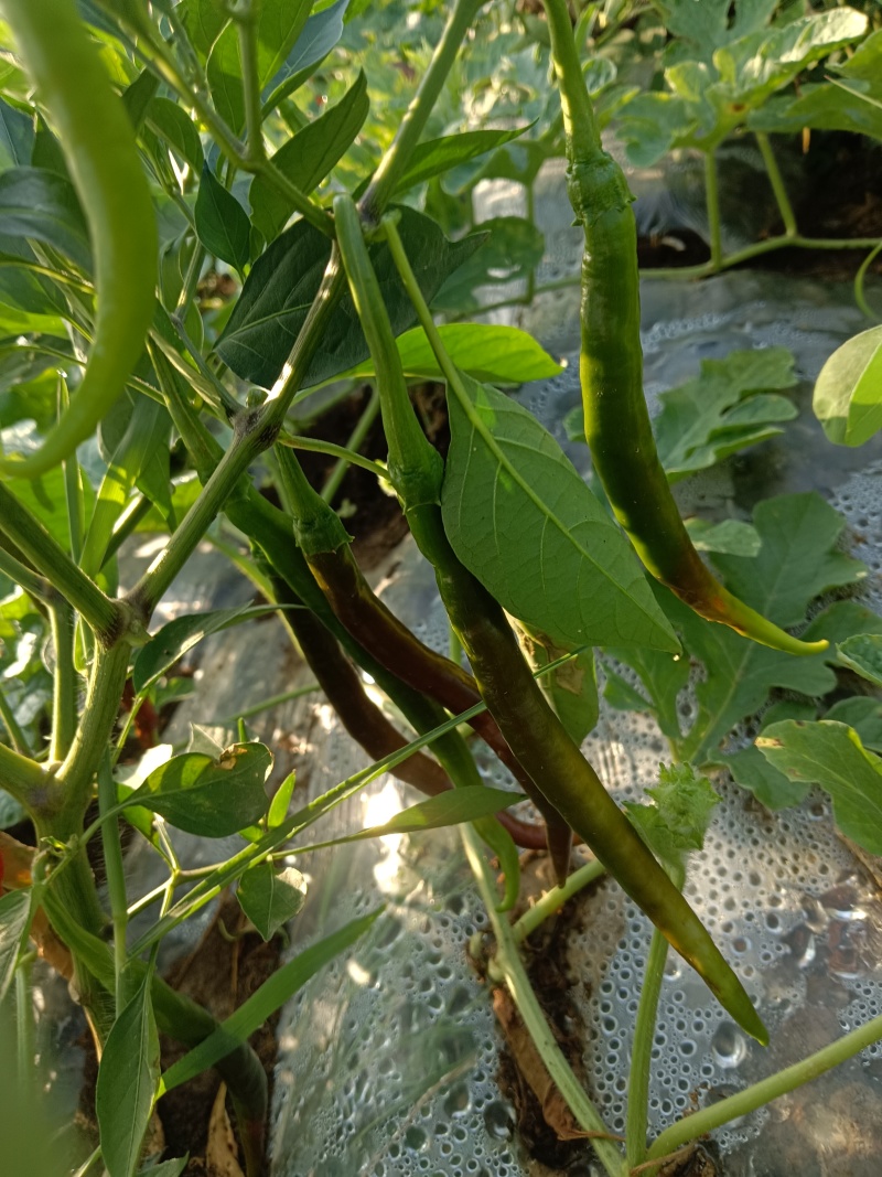 辣椒线椒