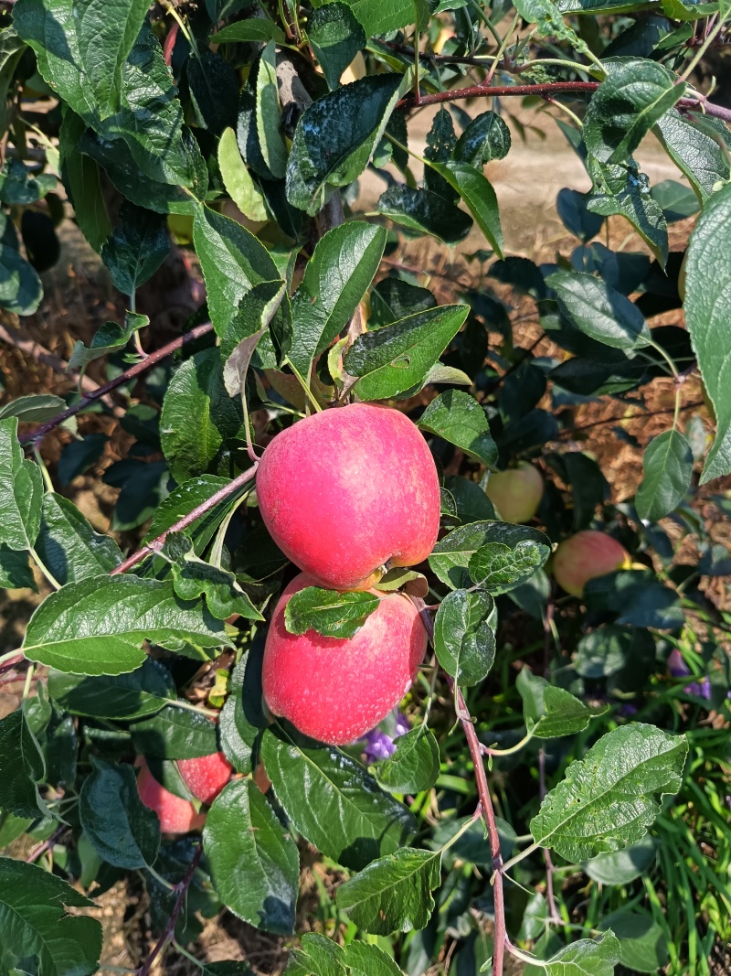 鲁丽