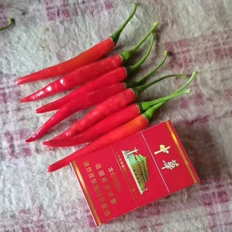 精品小米椒大量供应，一手货源，价格便宜，可视频看货，诚信经营