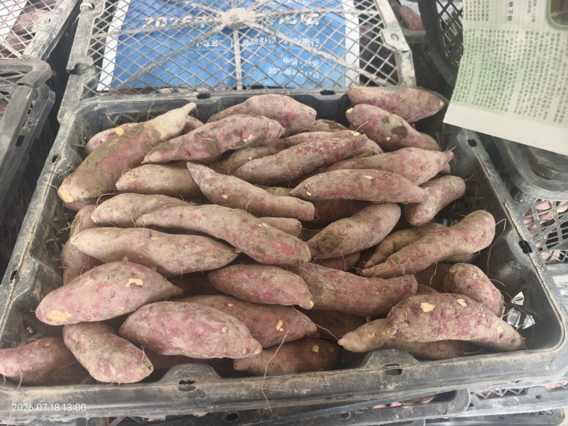 同款心香甘薯小香薯