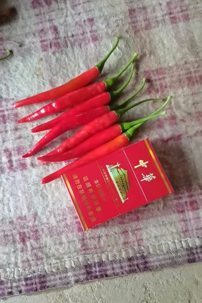 精品小米椒大量供应，一手货源，价格便宜，可视频看货，诚信经营