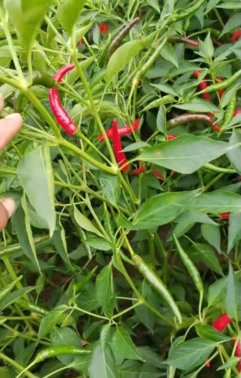 精品小米椒大量供应，一手货源，价格便宜，可视频看货，诚信经营
