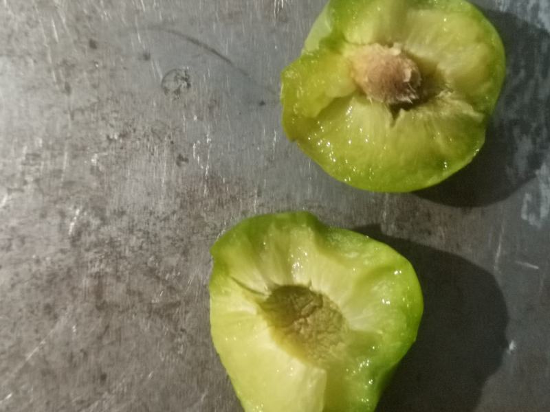 清脆李