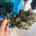 野生珠子参纽子七珍贵药材数量有限欢迎联系