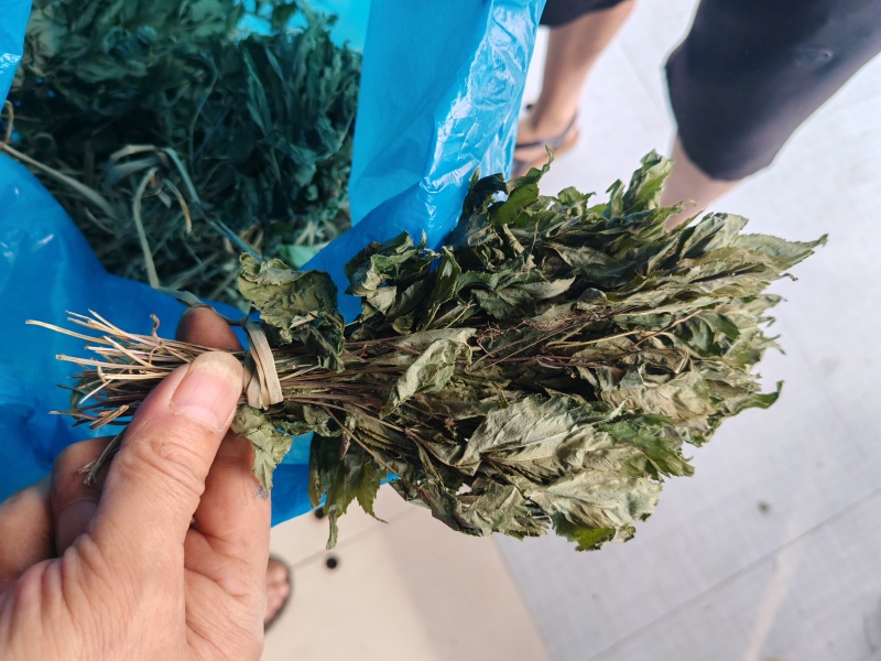 野生珠子参纽子七珍贵药材数量有限欢迎联系