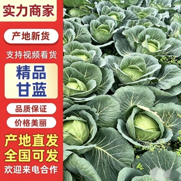 高山甘蓝寒江军包菜产地直发价格实惠