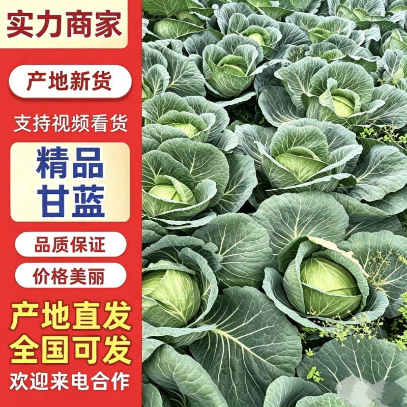高山甘蓝寒江军包菜产地直发价格实惠