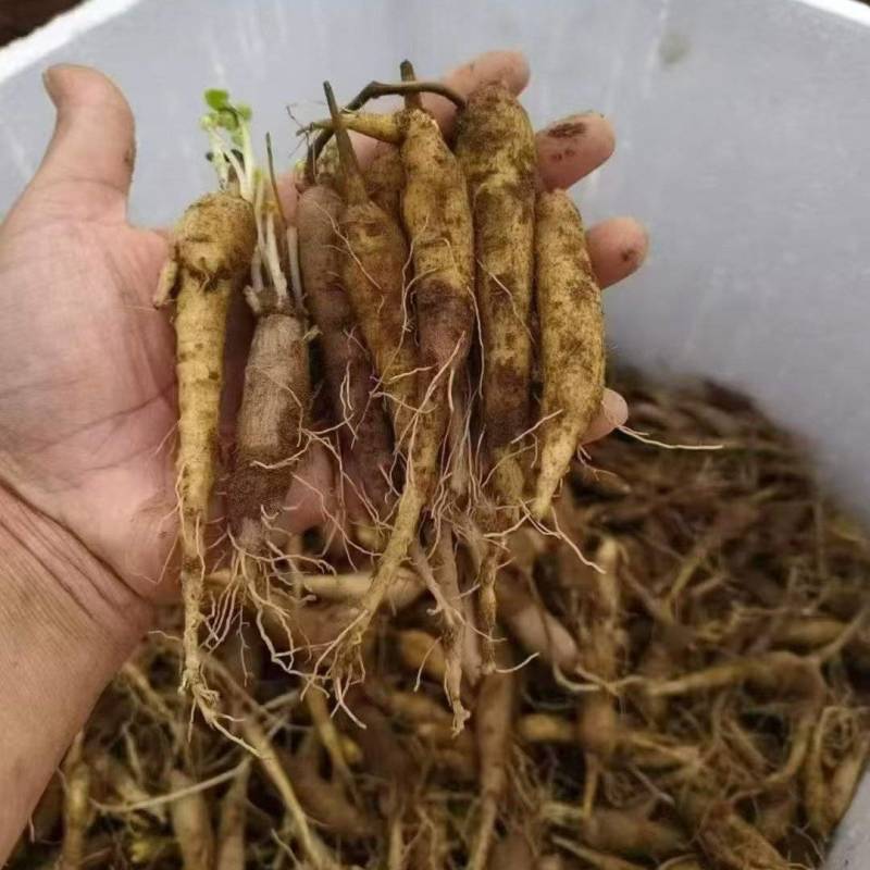 现挖带土四叶参种苗根系完整成活率高量大优惠