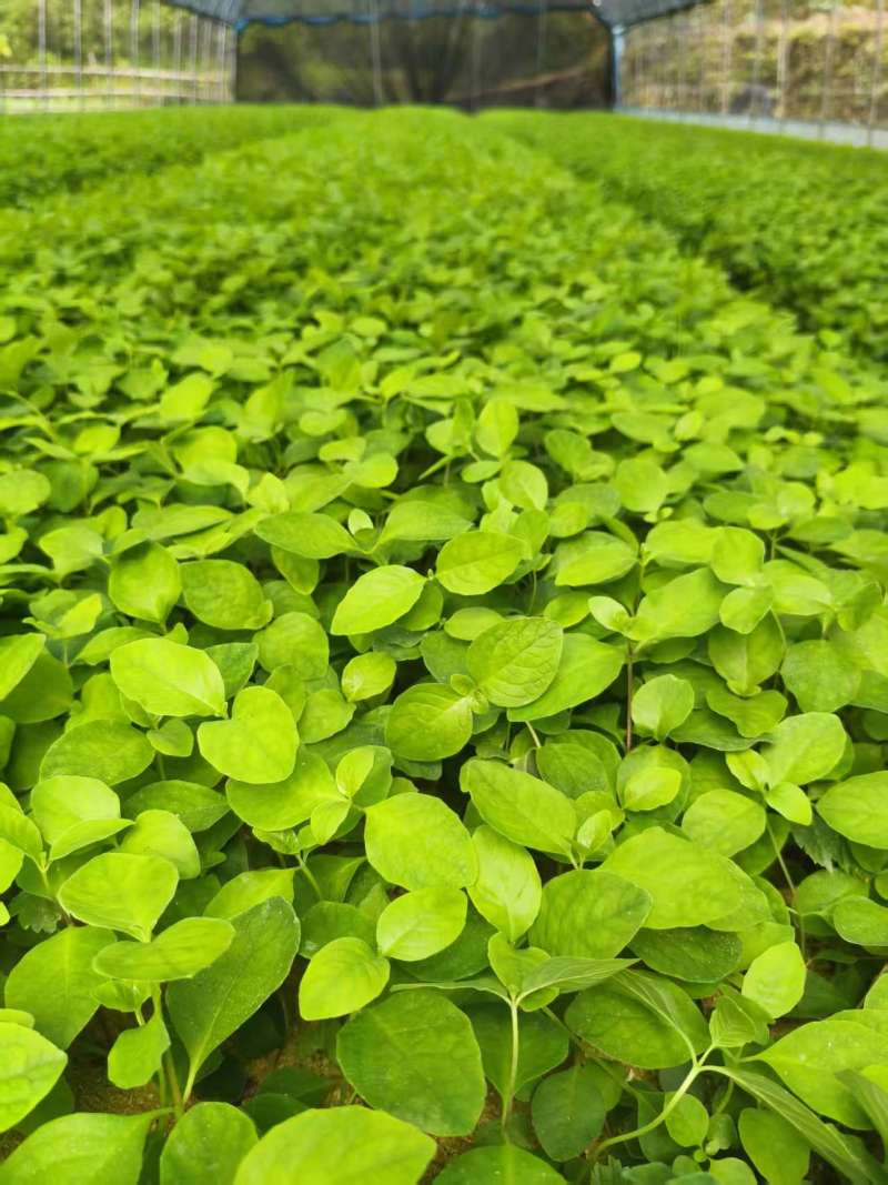 现挖带土四叶参种苗根系完整成活率高量大优惠