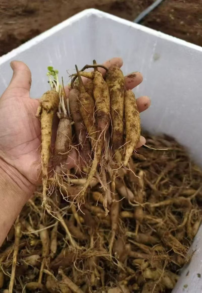 现挖带土四叶参种苗根系完整成活率高量大优惠