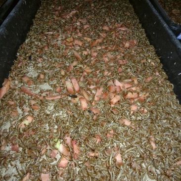 特种养殖/昆虫类/北方活体大麦虫/