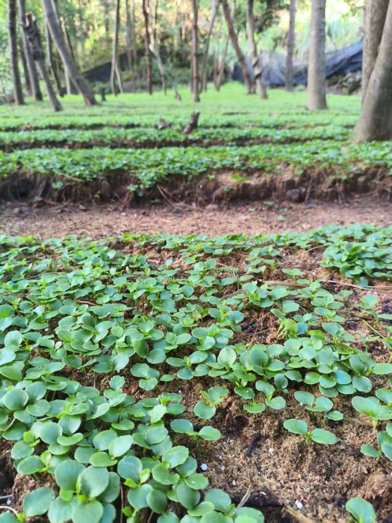 现挖带原土草珊瑚种苗根系完整成活率量大优惠
