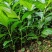 现挖带原土草珊瑚种苗根系完整成活率量大优惠