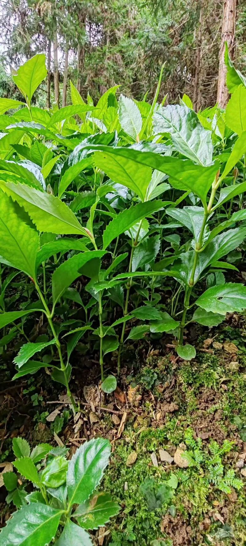 现挖带原土草珊瑚种苗根系完整成活率量大优惠