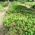现挖带原土草珊瑚种苗根系完整成活率量大优惠