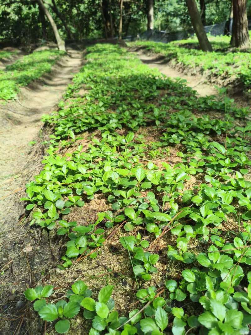 现挖带原土草珊瑚种苗根系完整成活率量大优惠