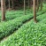 现挖带原土草珊瑚种苗根系完整成活率量大优惠