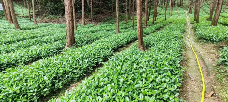 现挖带原土草珊瑚种苗根系完整成活率量大优惠